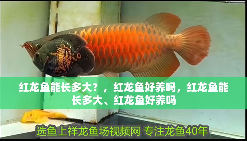 紅龍魚能長多大？，紅龍魚好養嗎，紅龍魚能長多大、紅龍魚好養嗎