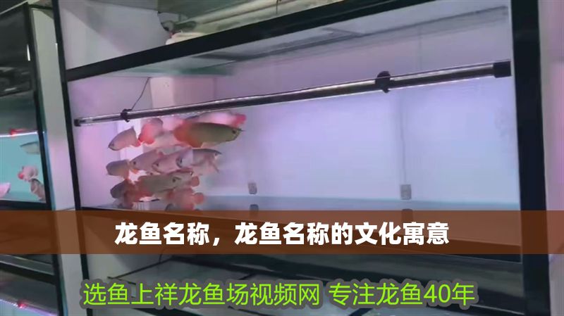 龍魚名稱，龍魚名稱的文化寓意 龍魚名稱，龍魚名稱的文化寓意 龍魚百科 第2張
