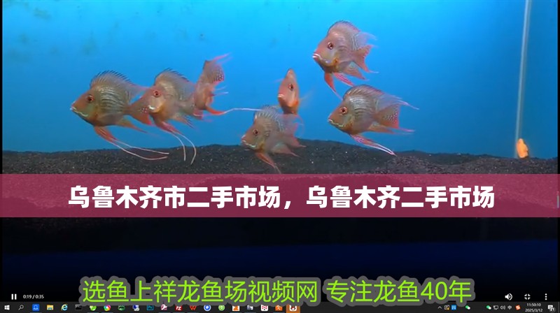 烏魯木齊市二手市場，烏魯木齊二手市場 烏魯木齊市二手市場，烏魯木齊二手市場 觀賞魚百科