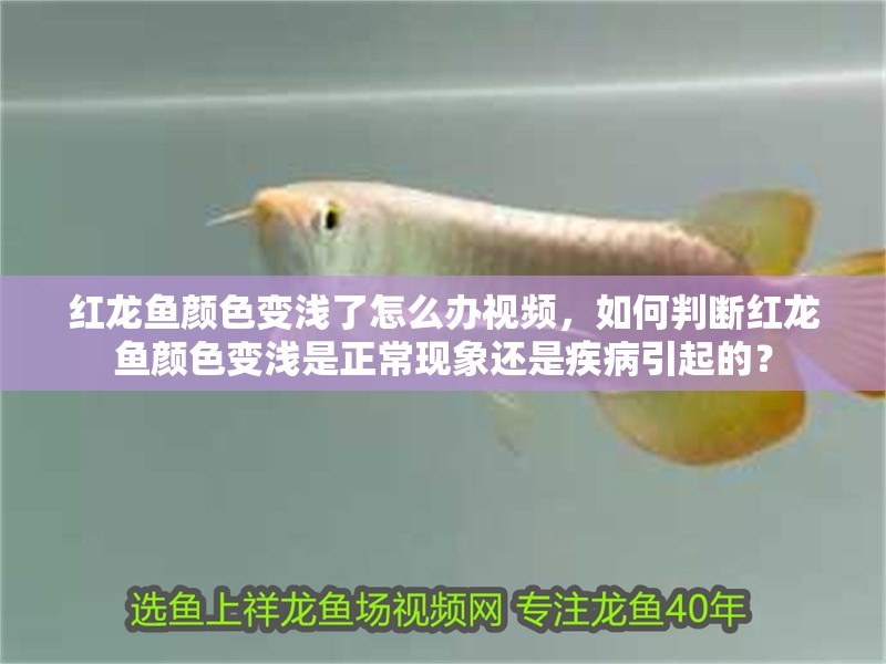 紅龍魚顏色變淺了怎么辦視頻，如何判斷紅龍魚顏色變淺是正?，F象還是疾病引起的？