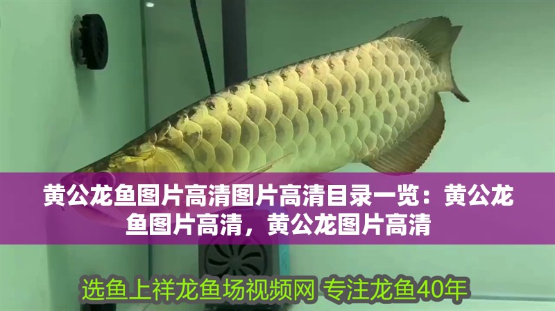 黃公龍魚圖片高清圖片高清目錄一覽：黃公龍魚圖片高清，黃公龍圖片高清 黃公龍魚圖片高清圖片高清目錄一覽：黃公龍魚圖片高清，黃公龍圖片高清 觀賞魚百科 第2張