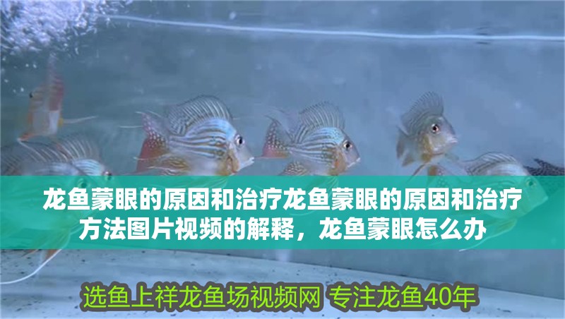 龍魚蒙眼的原因和治療龍魚蒙眼的原因和治療方法圖片視頻的解釋，龍魚蒙眼怎么辦