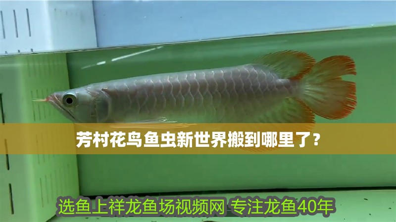 芳村花鳥魚蟲新世界搬到哪里了？