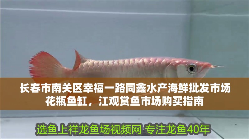 長春市南關區幸福一路同鑫水產海鮮批發市場花瓶魚缸，江觀賞魚市場購買指南