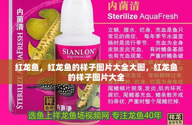 紅龍魚，紅龍魚的樣子圖片大全大圖，紅龍魚的樣子圖片大全
