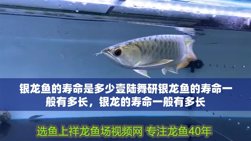 銀龍魚的壽命是多少壹陸舞研銀龍魚的壽命一般有多長，銀龍的壽命一般有多長