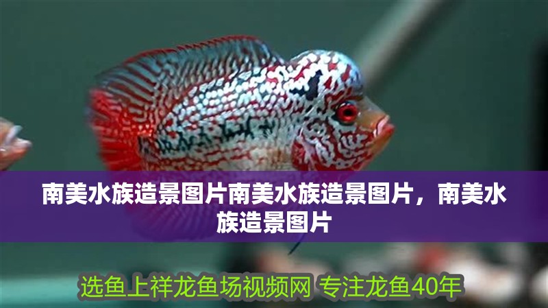 南美水族造景圖片南美水族造景圖片，南美水族造景圖片