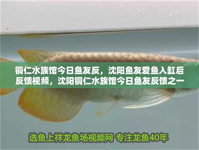 銅仁水族館今日魚友反，沈陽魚友愛魚入缸后反饋視頻，沈陽銅仁水族館今日魚友反饋之一，魚友愛魚入缸后反饋視頻