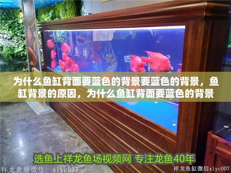 為什么魚缸背面要藍色的背景要藍色的背景，魚缸背景的原因，為什么魚缸背面要藍色的背景 為什么魚缸背面要藍色的背景要藍色的背景，魚缸背景的原因，為什么魚缸背面要藍色的背景 觀賞魚百科 第2張