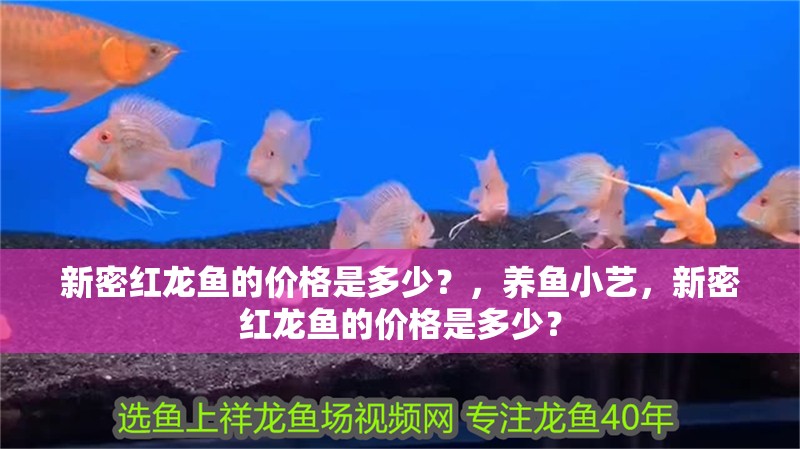 新密紅龍魚的價格是多少？，養魚小藝，新密紅龍魚的價格是多少？