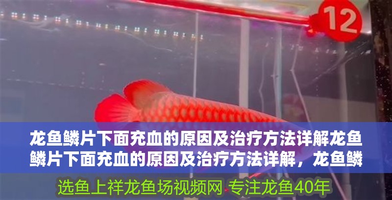 龍魚鱗片下面充血的原因及治療方法詳解龍魚鱗片下面充血的原因及治療方法詳解，龍魚鱗片下面充血怎么辦 龍魚鱗片下面充血的原因及治療方法詳解龍魚鱗片下面充血的原因及治療方法詳解，龍魚鱗片下面充血怎么辦 觀賞魚百科 第2張