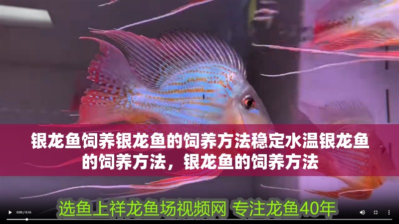 銀龍魚(yú)飼養(yǎng)銀龍魚(yú)的飼養(yǎng)方法穩(wěn)定水溫銀龍魚(yú)的飼養(yǎng)方法，銀龍魚(yú)的飼養(yǎng)方法