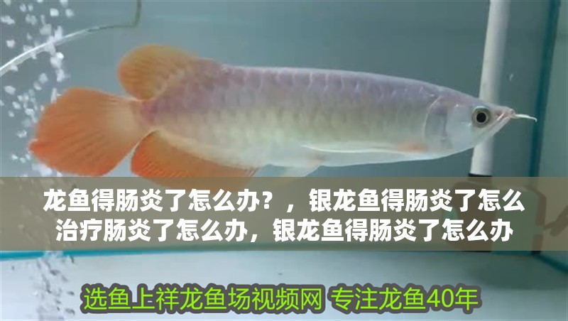 龍魚得腸炎了怎么辦？，銀龍魚得腸炎了怎么治療腸炎了怎么辦，銀龍魚得腸炎了怎么辦