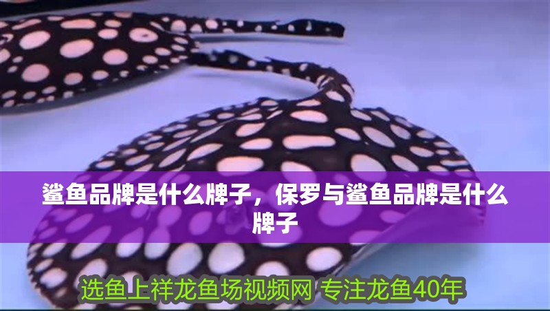 鯊魚品牌是什么牌子，保羅與鯊魚品牌是什么牌子