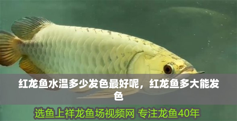 紅龍魚水溫多少發色最好呢，紅龍魚多大能發色