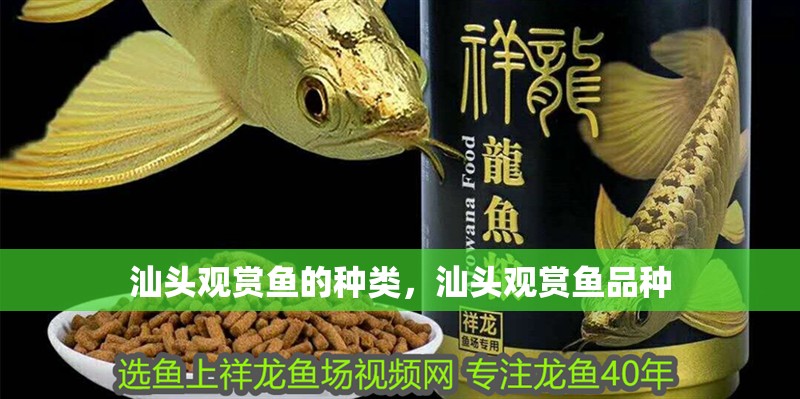 汕頭觀賞魚的種類，汕頭觀賞魚品種