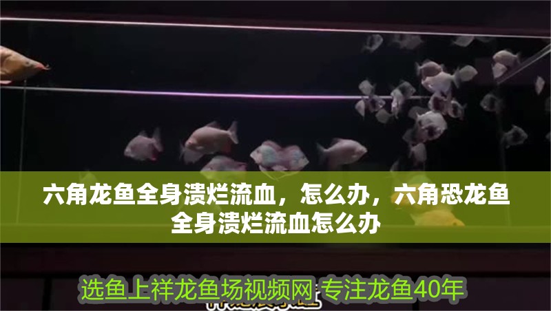 六角龍魚(yú)全身潰爛流血,怎么辦,六角恐龍魚(yú)全身潰爛流血怎么辦 觀(guān)賞魚(yú)百科 第2張 六角龍魚(yú)全身潰爛流血,怎么辦,六角恐龍魚(yú)全身潰爛流血怎么辦 六角龍魚(yú)全身潰爛流血,怎么辦,六角恐龍魚(yú)全身潰爛流血怎么辦 觀(guān)賞魚(yú)百科 第2張