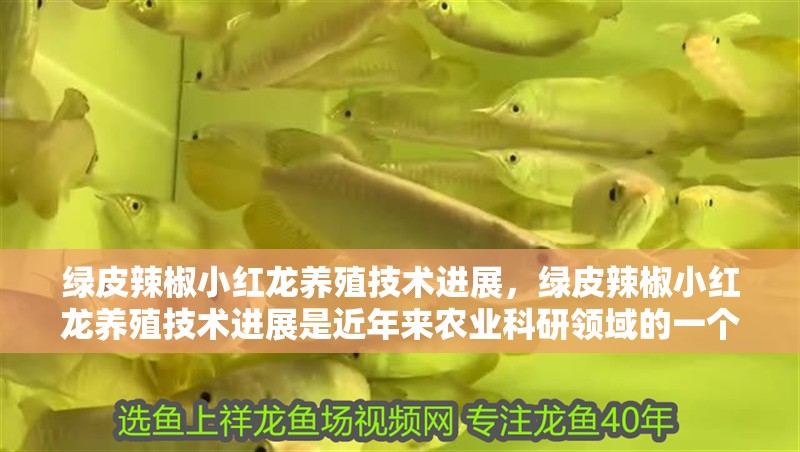 綠皮辣椒小紅龍養殖技術進展，綠皮辣椒小紅龍養殖技術進展是近年來農業科研領域的一個重要課題