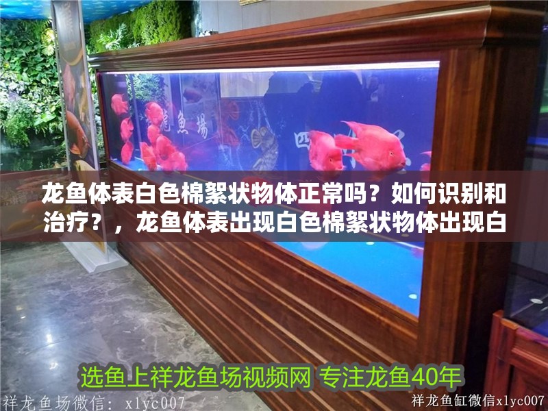 龍魚體表白色棉絮狀物體正常嗎？如何識別和治療？，龍魚體表出現白色棉絮狀物體出現白色棉絮狀物體正常嗎