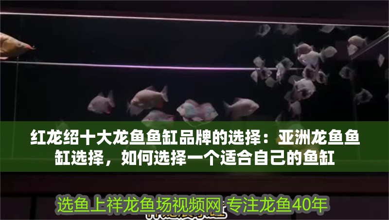 紅龍紹十大龍魚魚缸品牌的選擇：亞洲龍魚魚缸選擇，如何選擇一個(gè)適合自己的魚缸