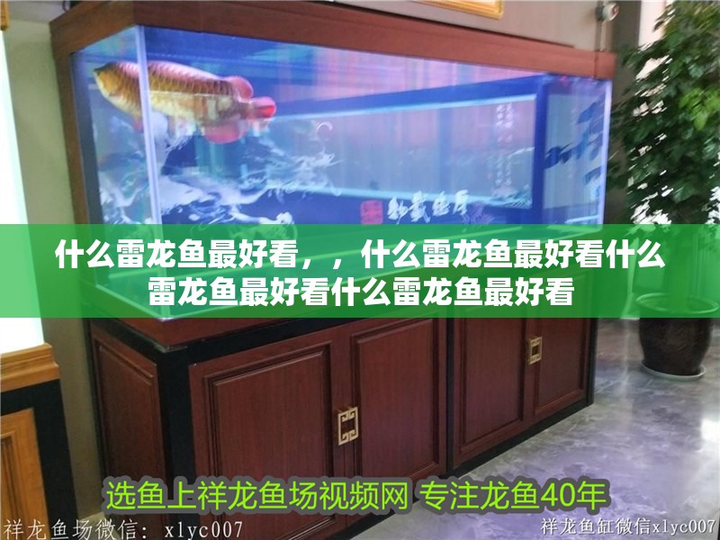 什么雷龍魚最好看，，什么雷龍魚最好看什么雷龍魚最好看什么雷龍魚最好看