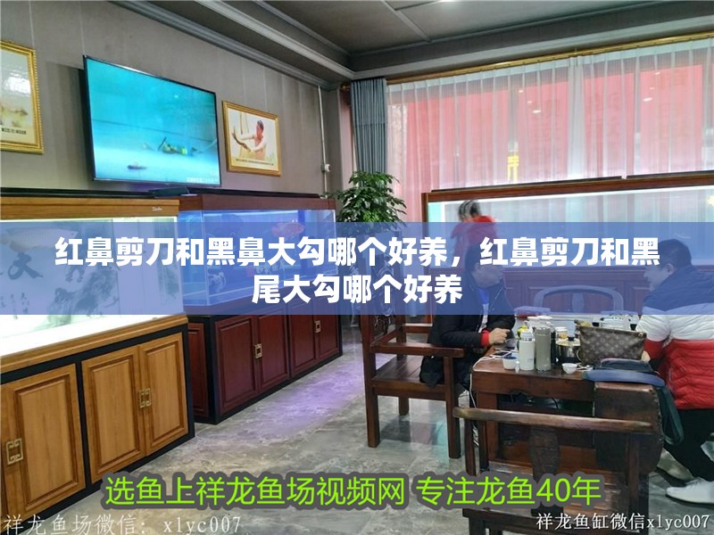 紅鼻剪刀和黑鼻大勾哪個好養(yǎng)，紅鼻剪刀和黑尾大勾哪個好養(yǎng)