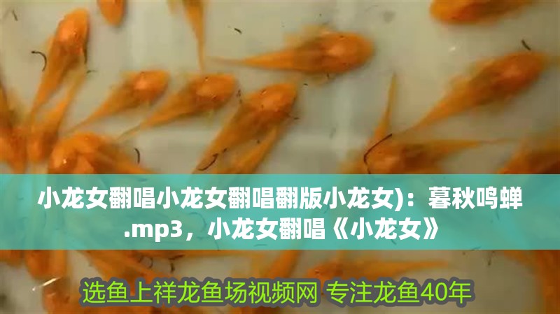 小龍女翻唱小龍女翻唱翻版小龍女)：暮秋鳴蟬.mp3，小龍女翻唱《小龍女》