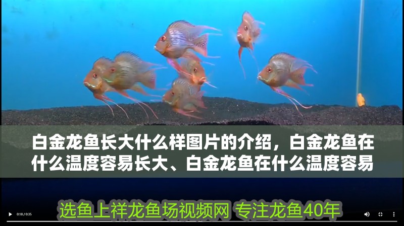 白金龍魚長大什么樣圖片的介紹，白金龍魚在什么溫度容易長大、白金龍魚在什么溫度容易長大