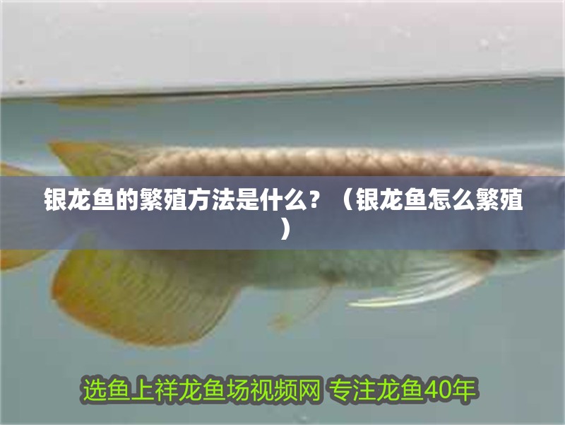 銀龍魚(yú)的繁殖方法是什么？（銀龍魚(yú)怎么繁殖）