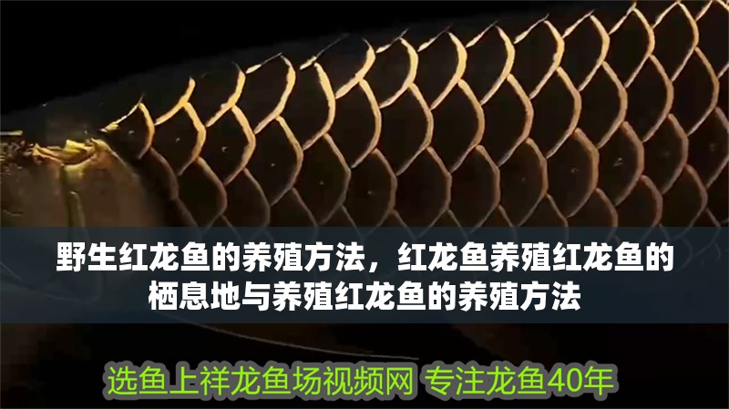 野生紅龍魚的養殖方法，紅龍魚養殖紅龍魚的棲息地與養殖紅龍魚的養殖方法