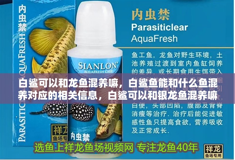 白鯊可以和龍魚混養(yǎng)嘛，白鯊魚能和什么魚混養(yǎng)對應的相關(guān)信息，白鯊可以和銀龍魚混養(yǎng)嘛