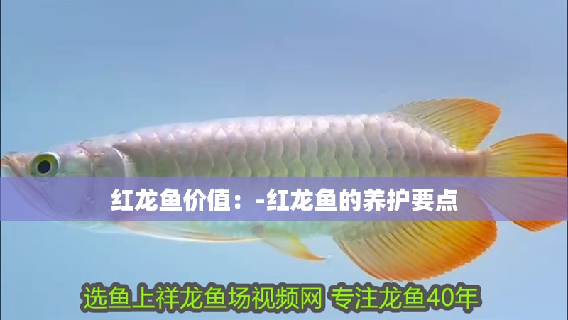 紅龍魚價值：-紅龍魚的養護要點