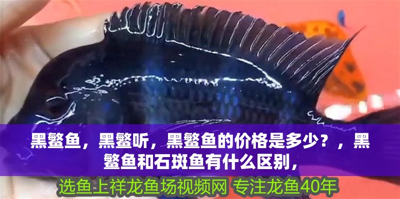黑鳘魚，黑鳘聽，黑鳘魚的價格是多少？，黑鳘魚和石斑魚有什么區別，