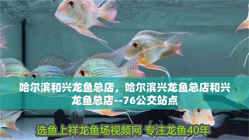 哈爾濱和興龍魚總店，哈爾濱興龍魚總店和興龍魚總店--76公交站點(diǎn)