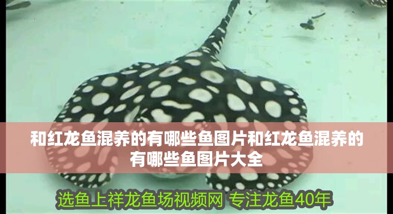和紅龍魚混養的有哪些魚圖片和紅龍魚混養的有哪些魚圖片大全