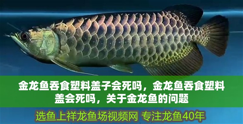 金龍魚吞食塑料蓋子會死嗎，金龍魚吞食塑料蓋會死嗎，關(guān)于金龍魚的問題