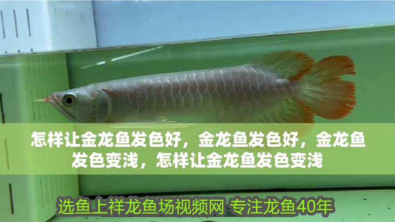 怎樣讓金龍魚發色好，金龍魚發色好，金龍魚發色變淺，怎樣讓金龍魚發色變淺