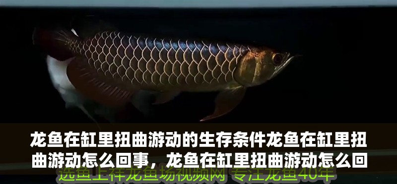龍魚在缸里扭曲游動的生存條件龍魚在缸里扭曲游動怎么回事，龍魚在缸里扭曲游動怎么回事