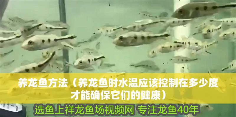 養龍魚方法（養龍魚時水溫應該控制在多少度才能確保它們的健康）