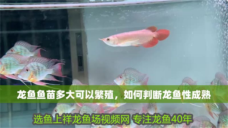 龍魚魚苗多大可以繁殖，如何判斷龍魚性成熟