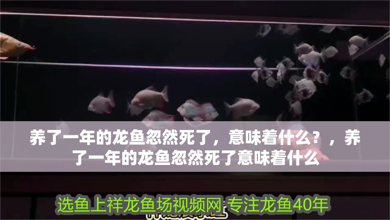 養(yǎng)了一年的龍魚忽然死了，意味著什么？，養(yǎng)了一年的龍魚忽然死了意味著什么