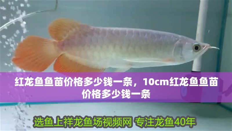 紅龍魚魚苗價格多少錢一條，10cm紅龍魚魚苗價格多少錢一條 紅龍魚魚苗價格多少錢一條，10cm紅龍魚魚苗價格多少錢一條 觀賞魚百科 第1張