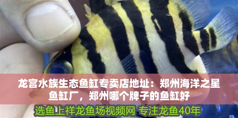 龍宮水族生態魚缸專賣店地址：鄭州海洋之星魚缸廠，鄭州哪個牌子的魚缸好