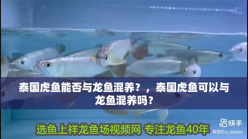 泰國虎魚能否與龍魚混養？，泰國虎魚可以與龍魚混養嗎？
