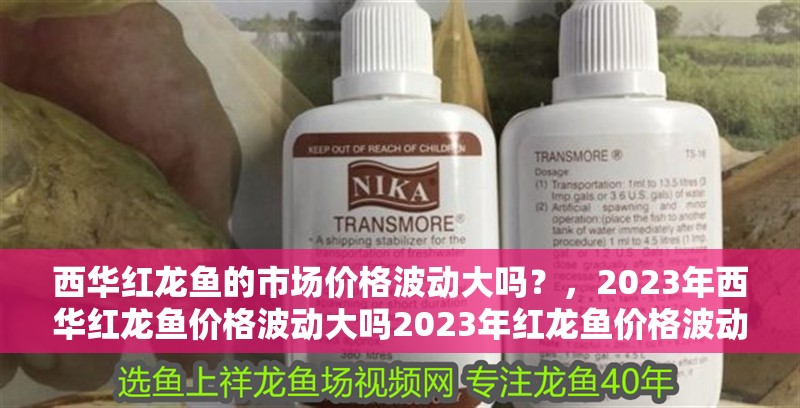 西華紅龍魚的市場價格波動大嗎？，2023年西華紅龍魚價格波動大嗎2023年紅龍魚價格波動大嗎