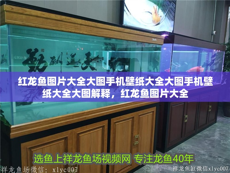 紅龍魚圖片大全大圖手機壁紙大全大圖手機壁紙大全大圖解釋，紅龍魚圖片大全