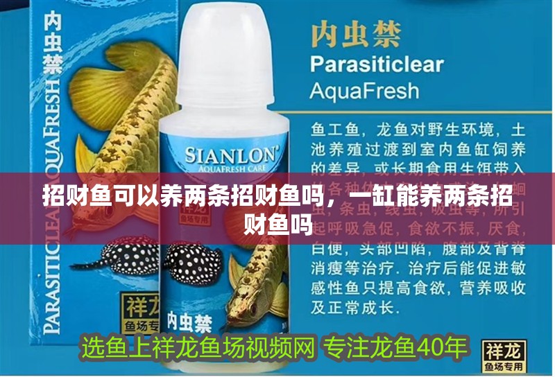 招財魚可以養兩條招財魚嗎，一缸能養兩條招財魚嗎