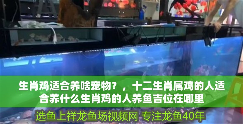 生肖雞適合養(yǎng)啥寵物？，十二生肖屬雞的人適合養(yǎng)什么生肖雞的人養(yǎng)魚吉位在哪里