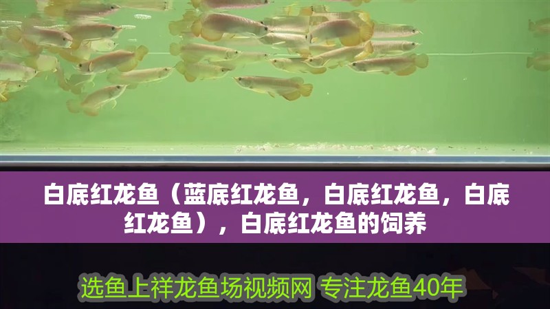 白底紅龍魚（藍底紅龍魚，白底紅龍魚，白底紅龍魚），白底紅龍魚的飼養