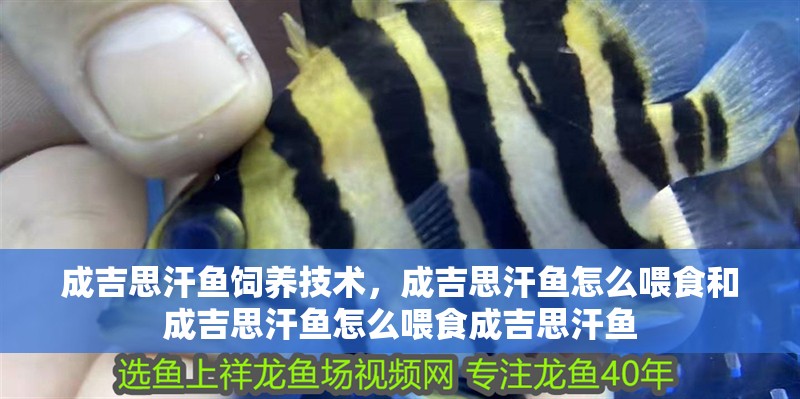 成吉思汗魚飼養(yǎng)技術(shù)，成吉思汗魚怎么喂食和成吉思汗魚怎么喂食成吉思汗魚